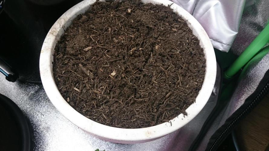 Bagseed BloodDragon lastone. Week 0 - 2