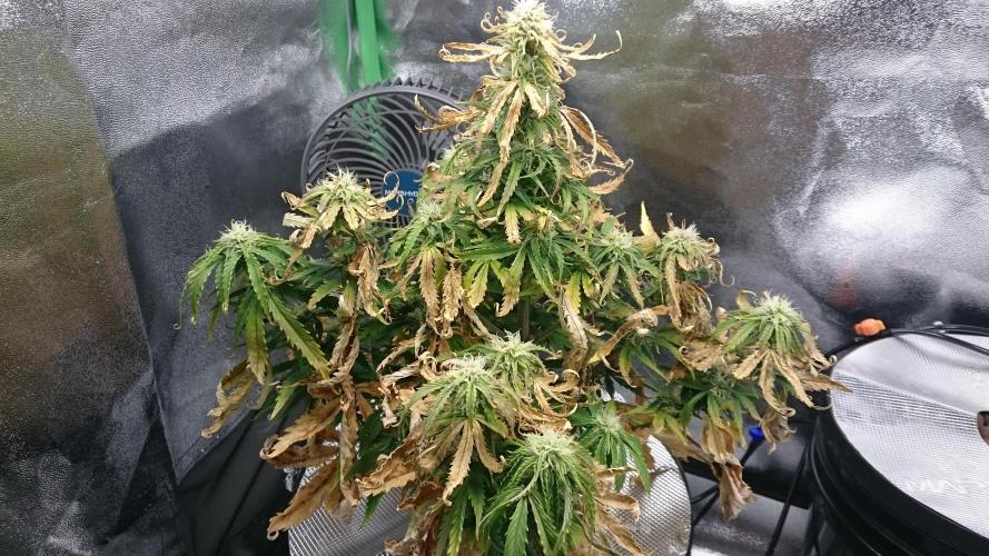 Lady Fatemah. Week 5 - 59 im such a bad mom