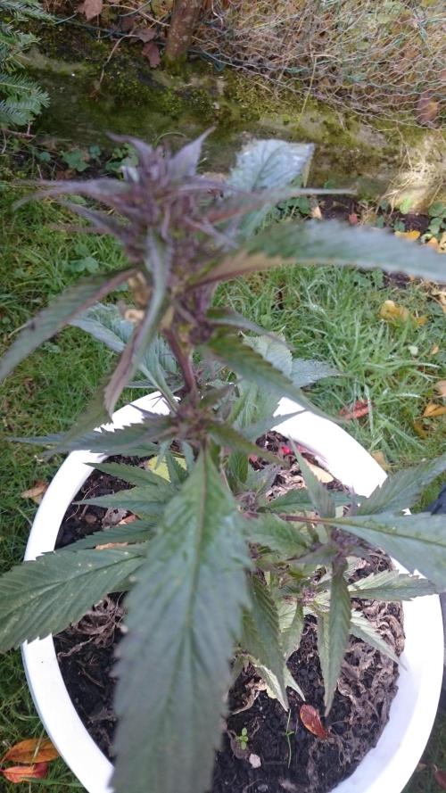 Lady Apanii. Week 17 - today was frozen crazy