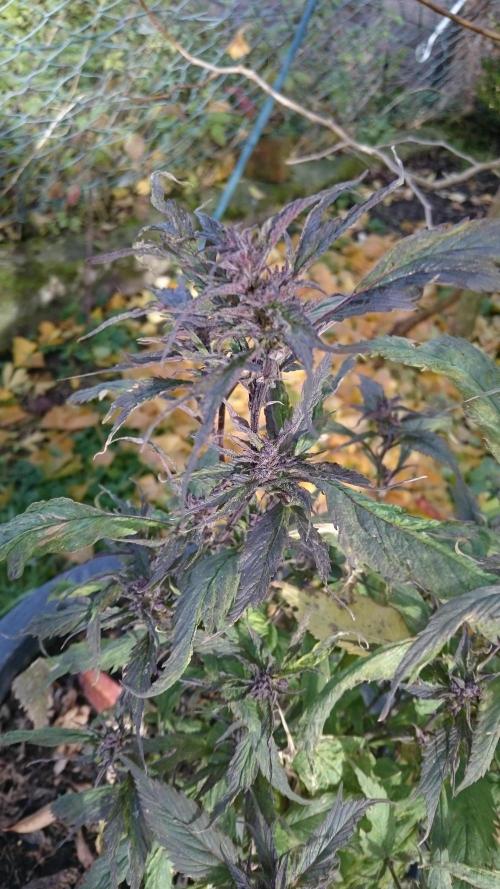 Lady Polyxene. Week 24 - was frozen today