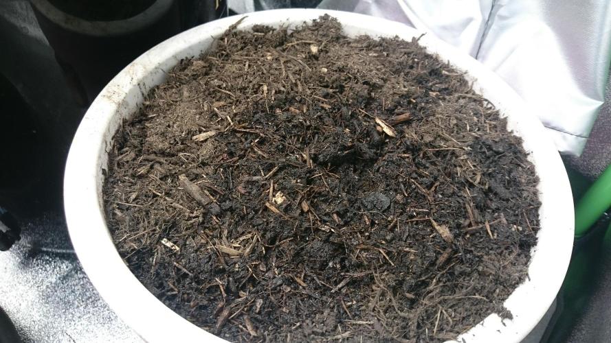 Bagseed BloodDragon lastone. Week 0 - 3