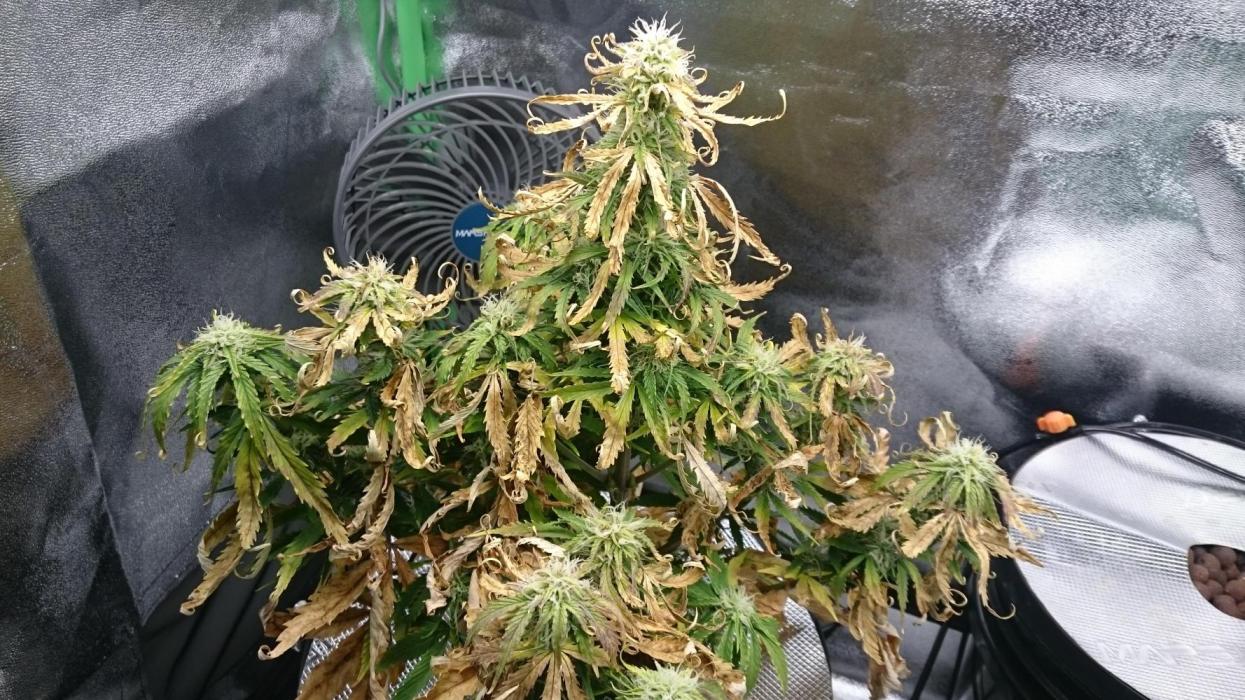 Lady Fatemah. Week 6