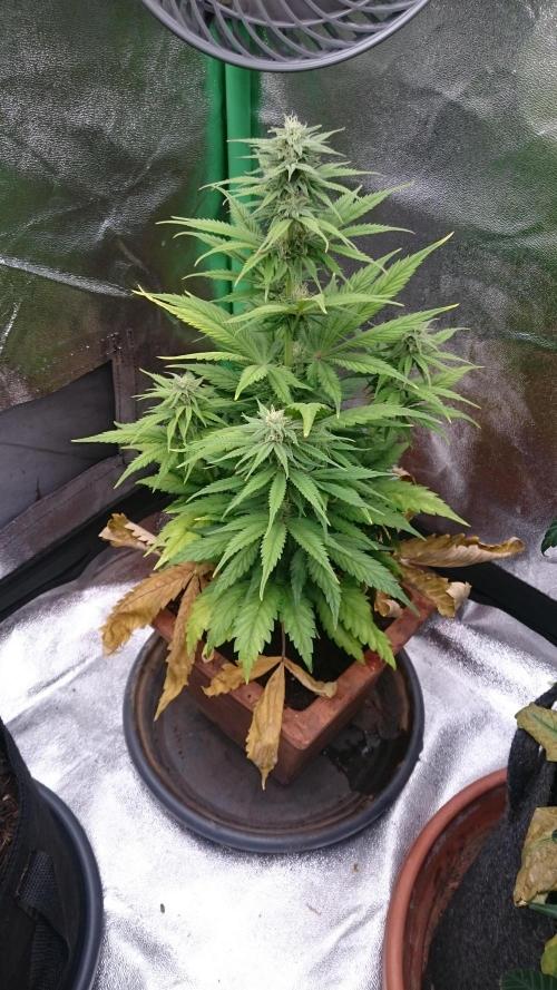 Lady Kayly. Week 6 - 60