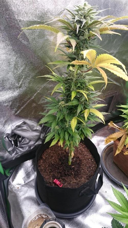 Lady Marinka Alis. Week 10