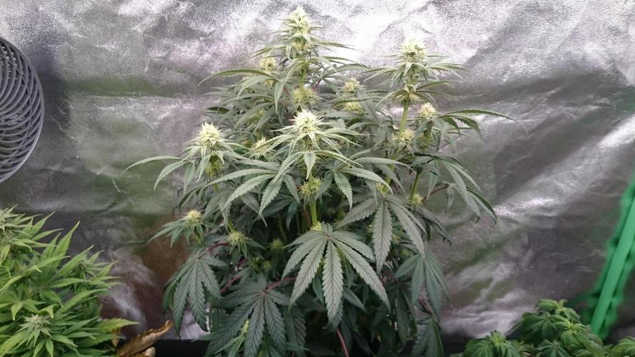 Lady Puja. Week 6 - 65