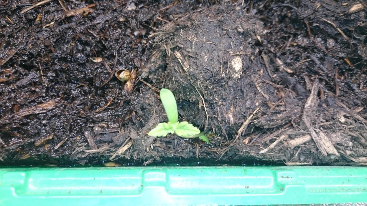 PrincessPunch V1. Week 0 - placeholdser