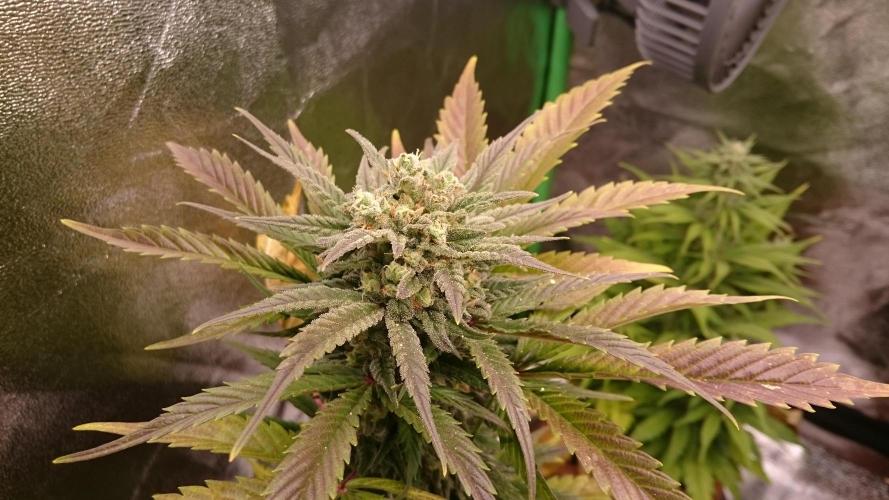 Lady Marinka Alis. Week 10