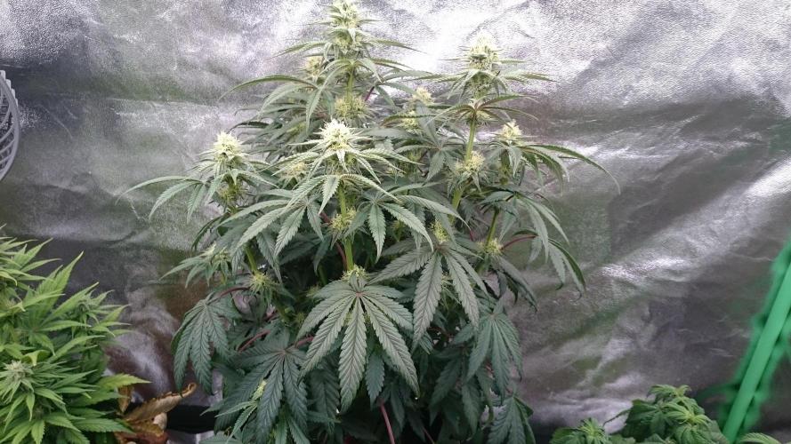 Lady Puja. Week 6 - 66 i should defoil but hmm just let her grow