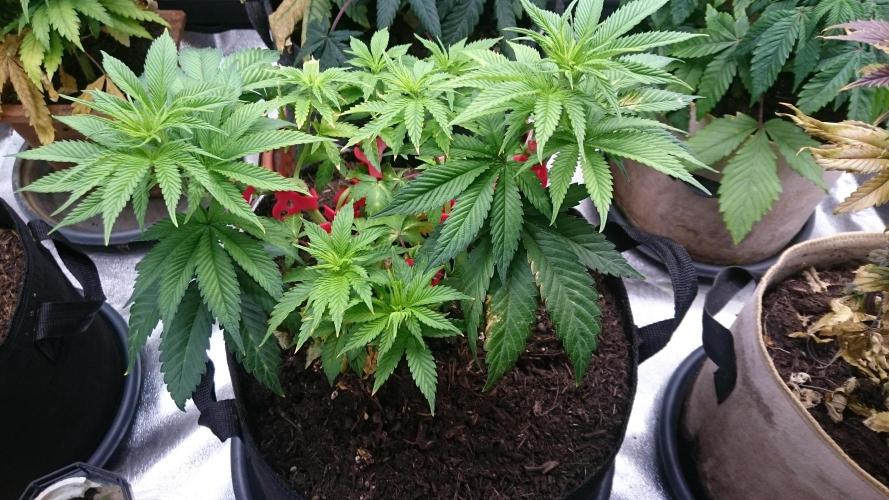 Lady Livia Vi. Week 6 - 59