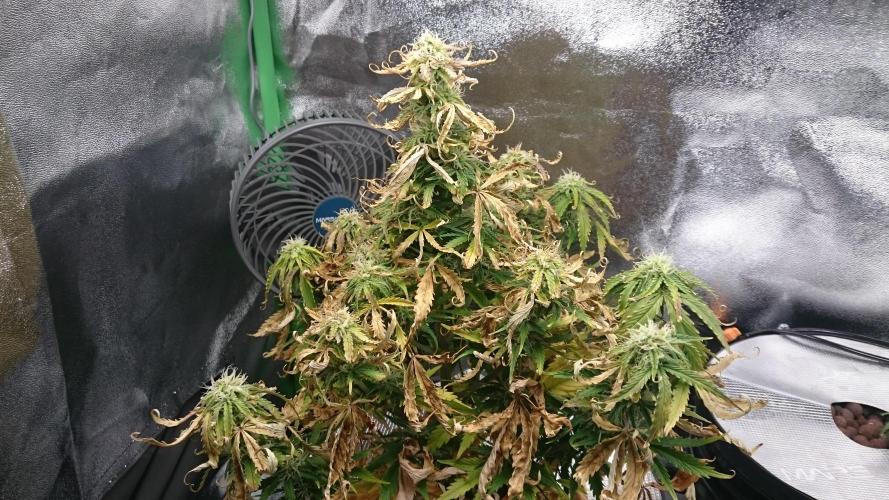 Lady Fatemah. Week 6 - 61