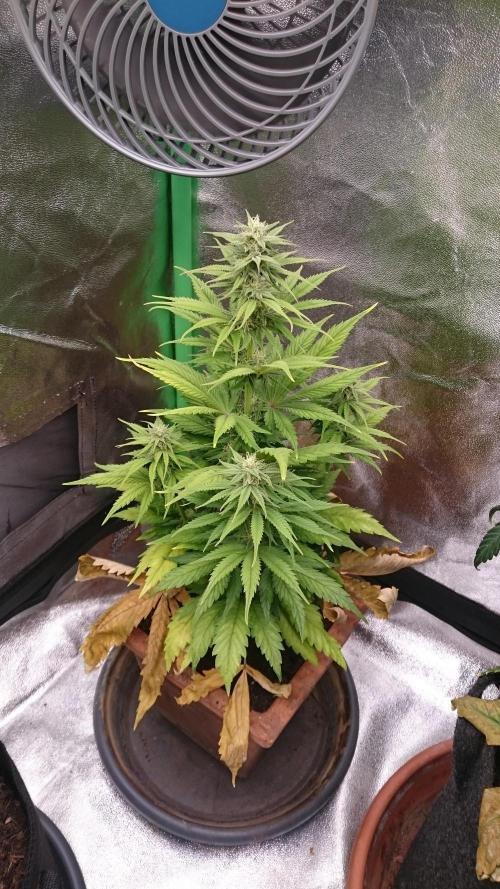 Lady Kayly. Week 6 - 62