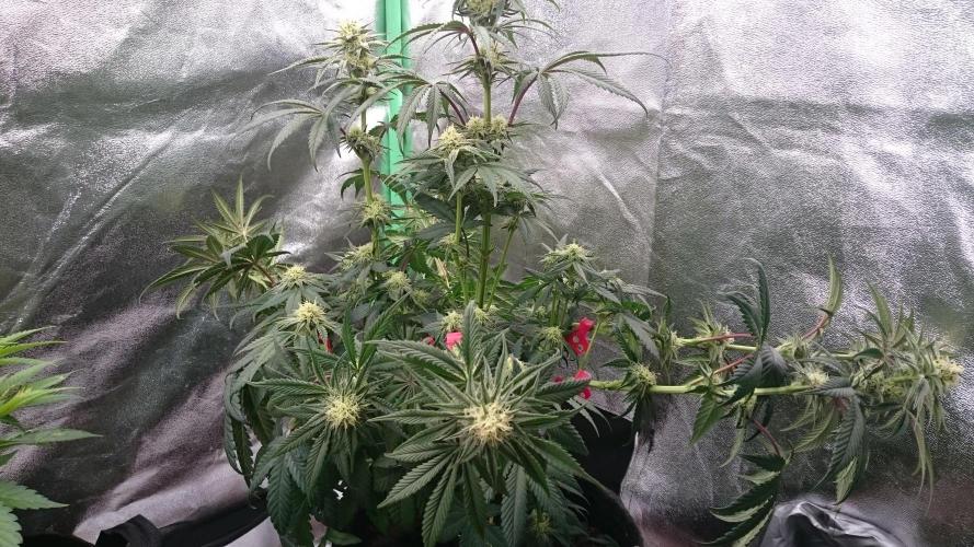 Lady Puja. Week 6 - 67