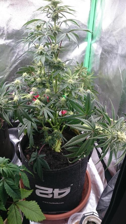 Lady Puja. Week 6 - 67