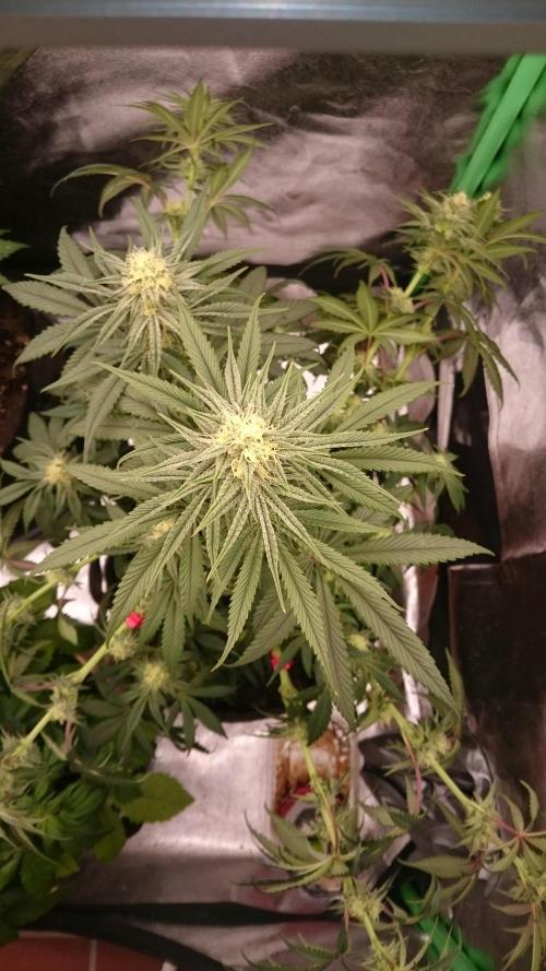 Lady Puja. Week 6 - 67