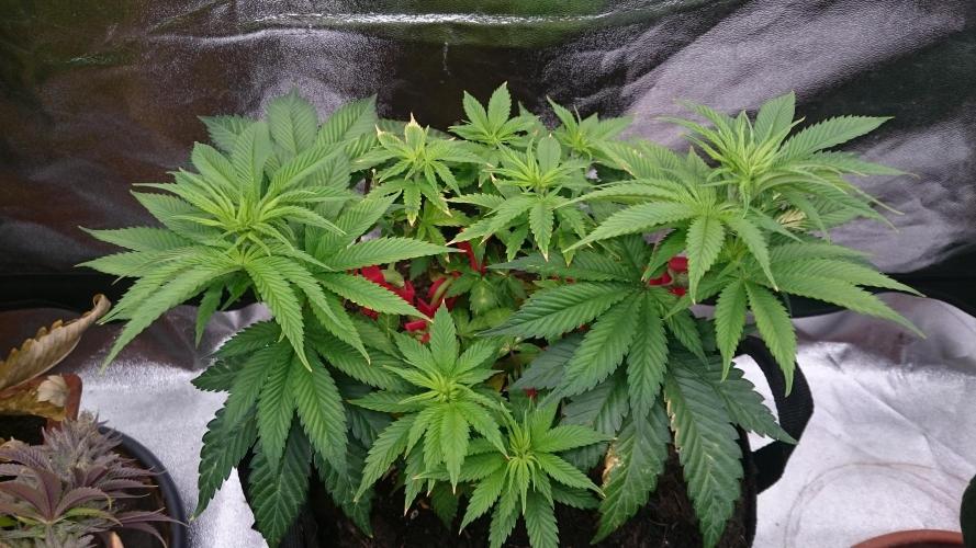 Lady Livia Vi. Week 7 - 60