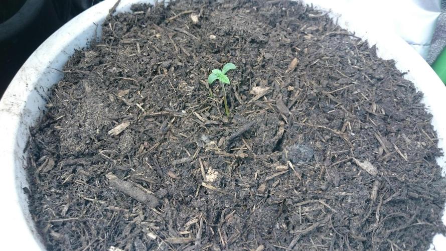 Bagseed BloodDragon lastone. Week 0 - 6