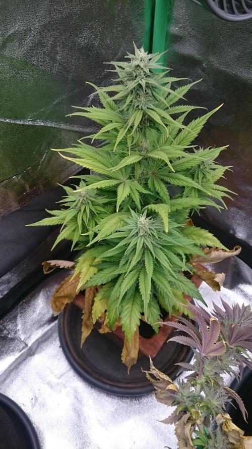 Lady Kayly. Week 6 - 63