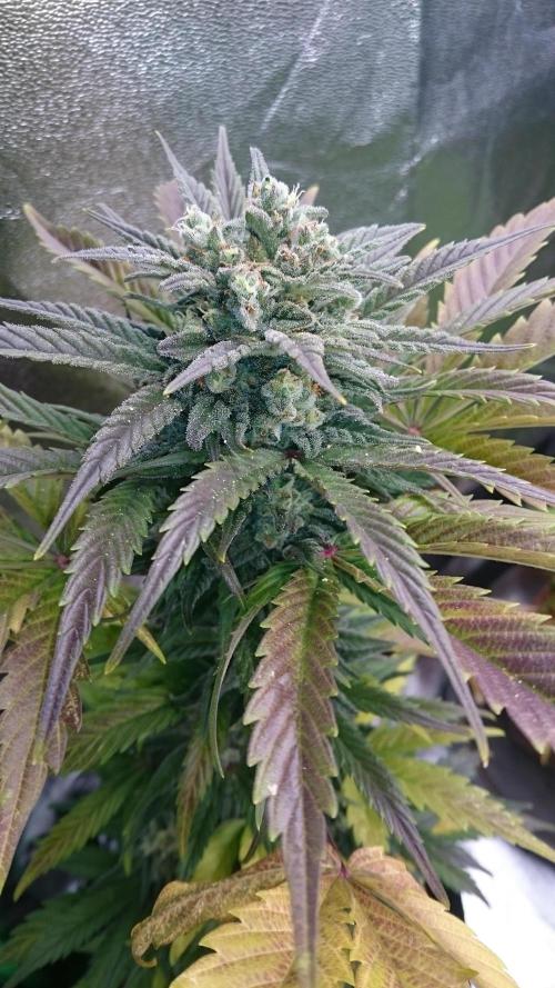 Lady Marinka Alis. Week 10