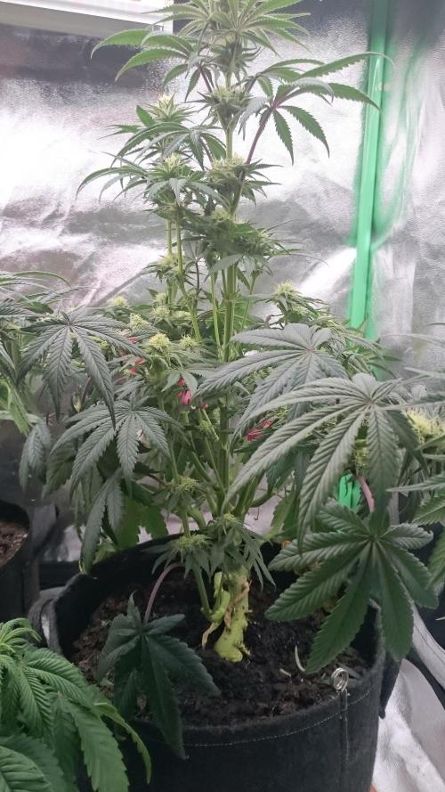 Lady Puja. Week 6 - 68