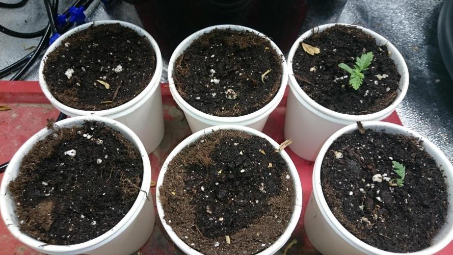 Bunch of Fern. Week 0 - 2