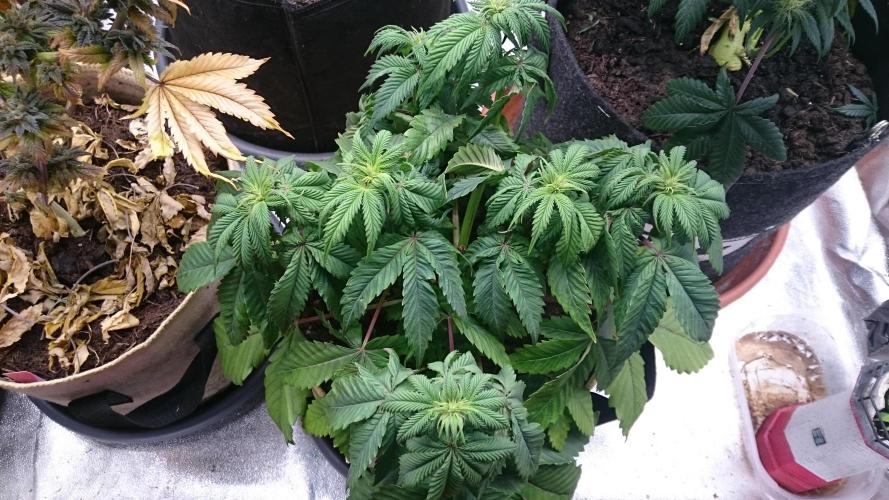 BagseedBloodDragon. Week 4 - 44