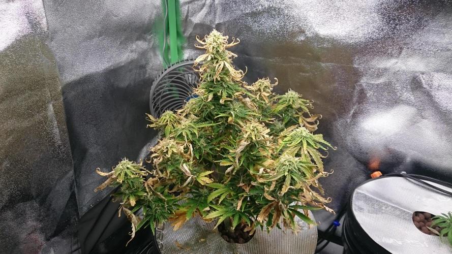 Lady Fatemah. Week 6 - 62