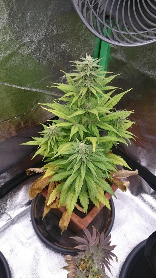 Lady Kayly. Week 6 - 64