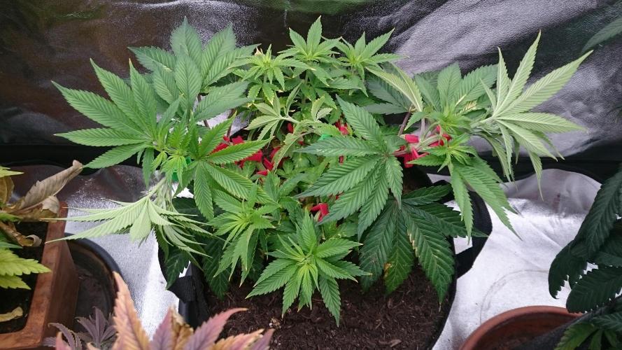 Lady Livia Vi. Week 7 - 61