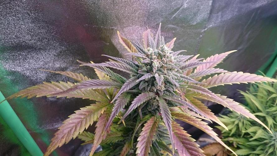 Lady Marinka Alis. Week 10