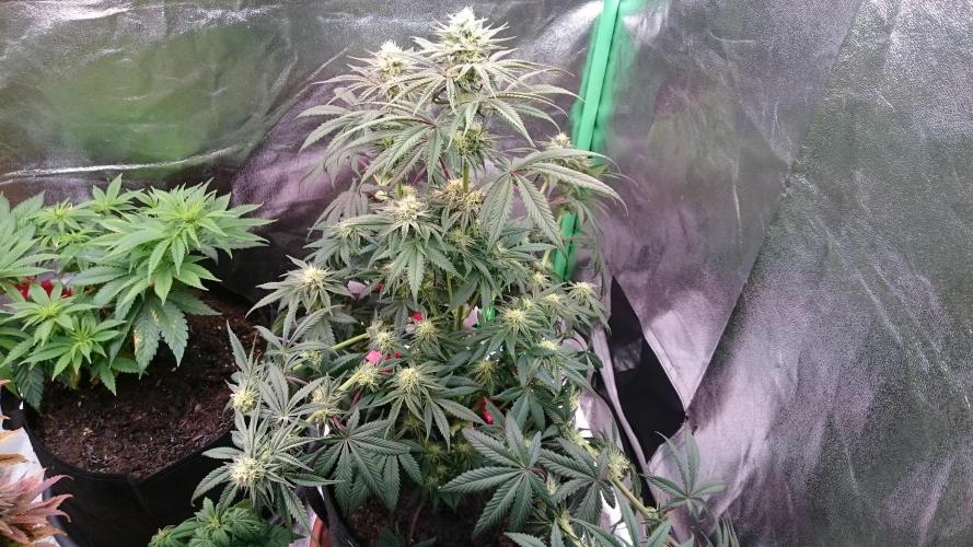 Lady Puja. Week 6 - 69