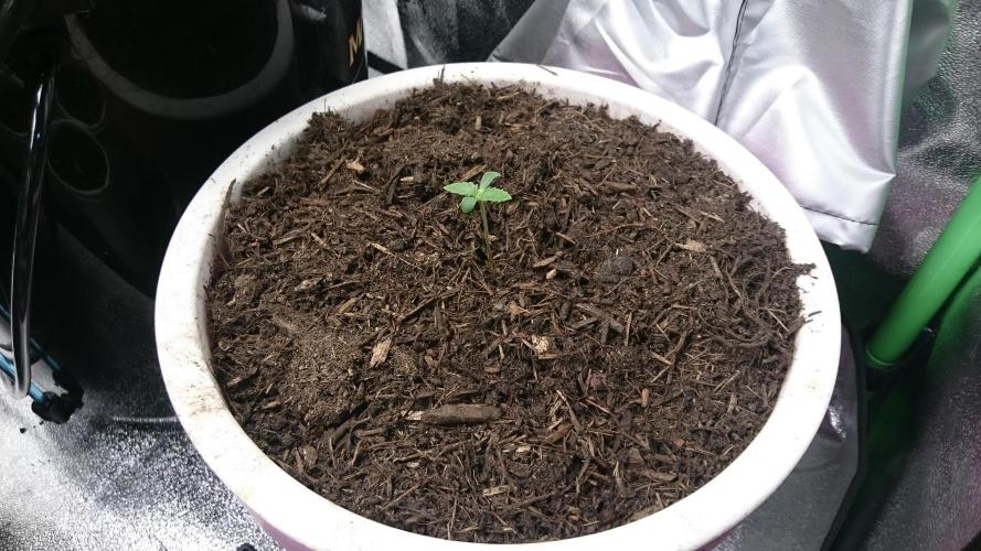 Bagseed BloodDragon lastone. Week 0 - 8