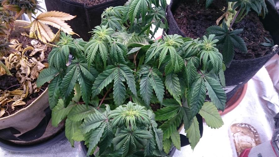 BagseedBloodDragon. Week 4 - 45