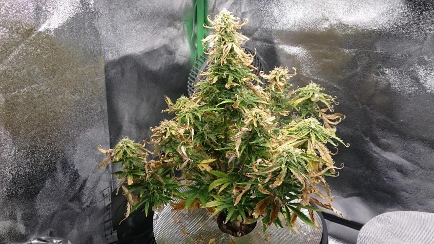 Lady Fatemah. Week 6 - 63