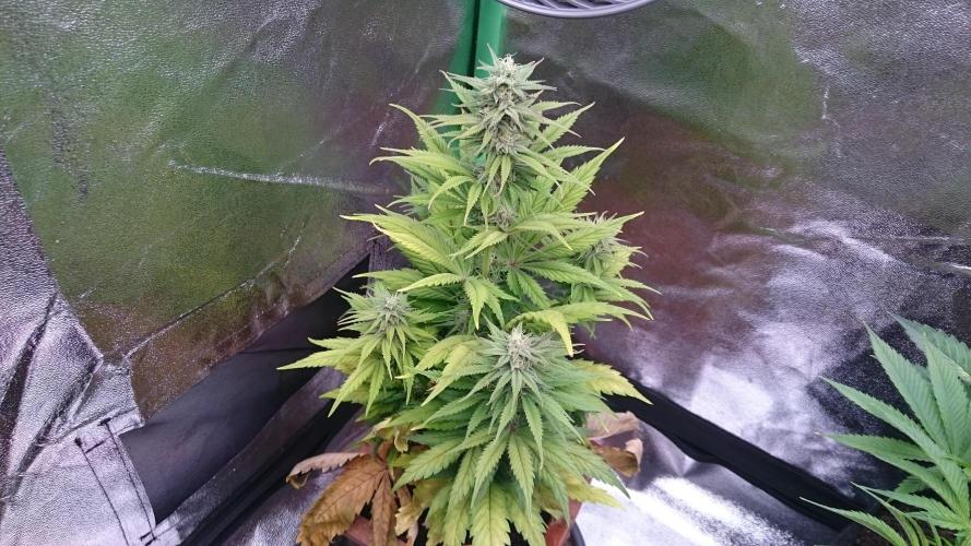 Lady Kayly. Week 6 - 65