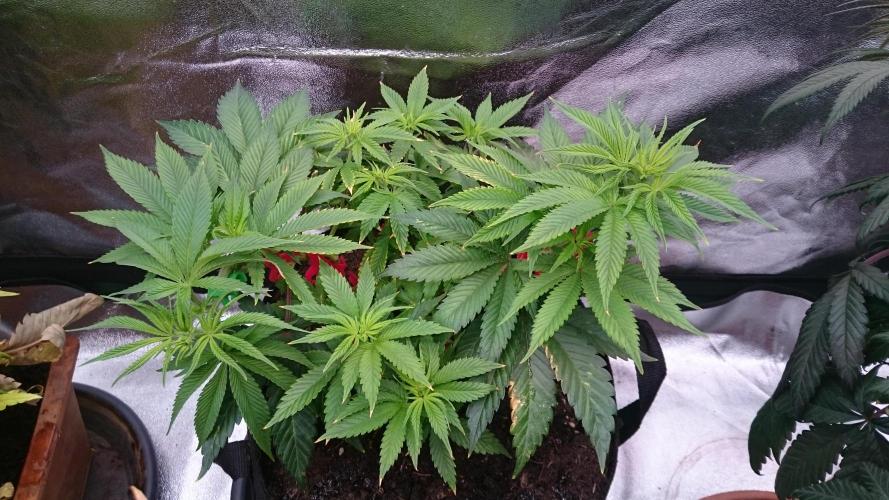 Lady Livia Vi. Week 7 - 62