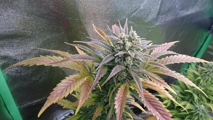 Lady Marinka Alis. Week 11