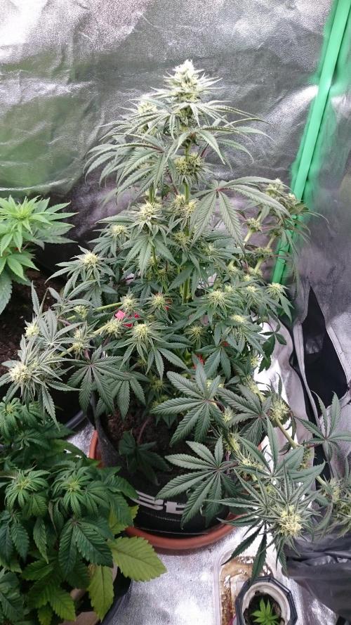 Lady Puja. Week 7 - 70