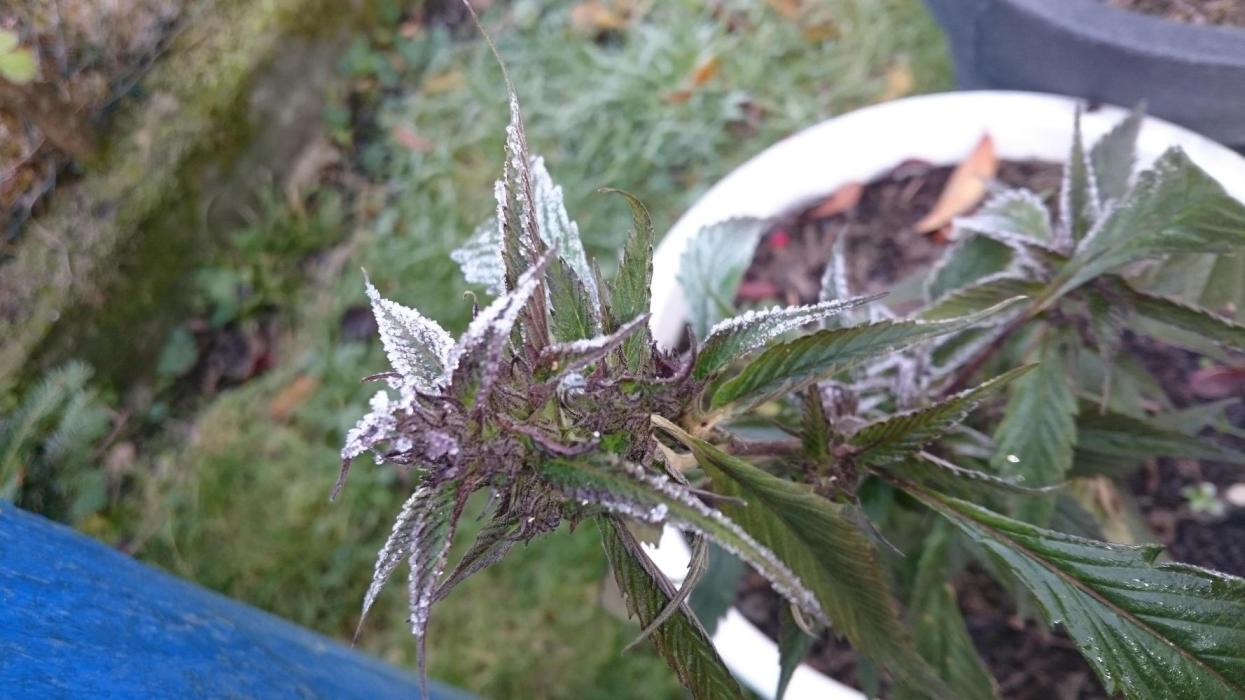 Lady Apanii. Week 18