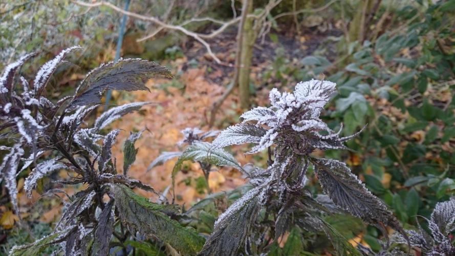 Lady Polyxene. Week 24