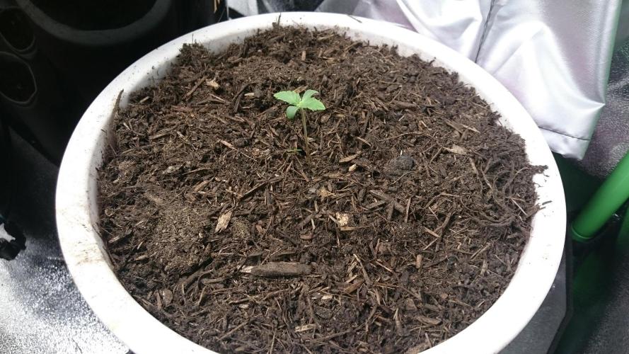 Bagseed BloodDragon lastone. Week 0 - 9