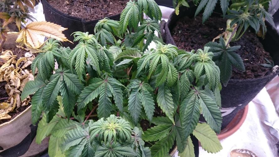 BagseedBloodDragon. Week 4 - 46