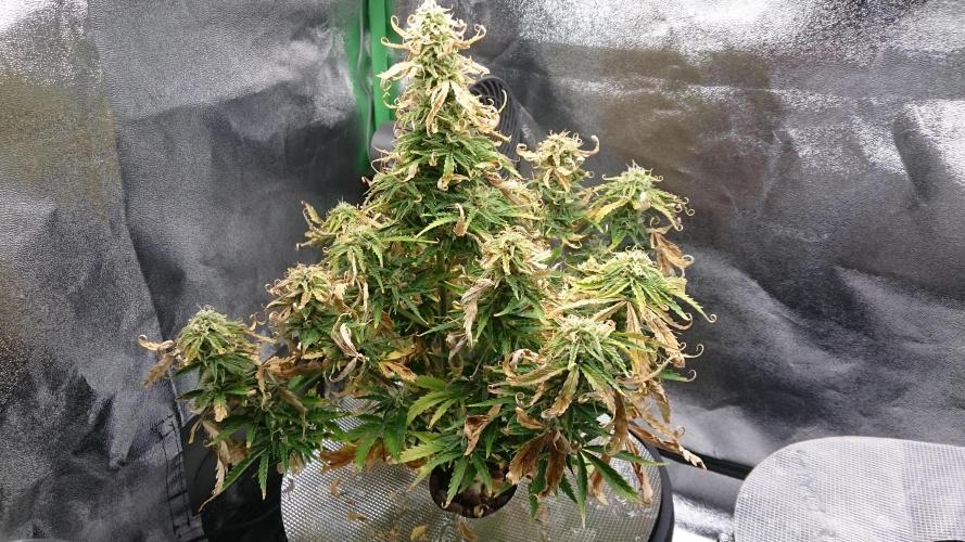 Lady Fatemah. Week 6 - 64