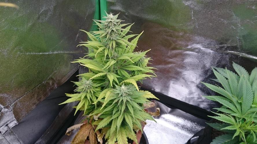 Lady Kayly. Week 6 - 66