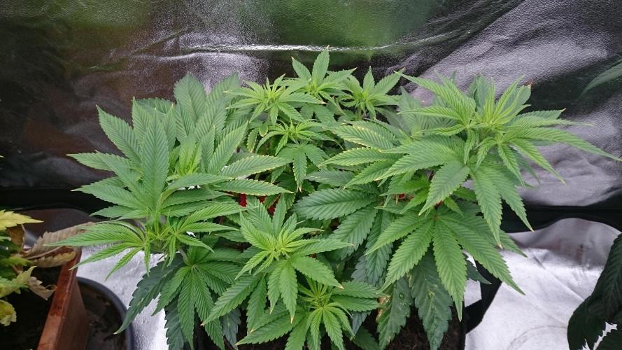 Lady Livia Vi. Week 7 - 63