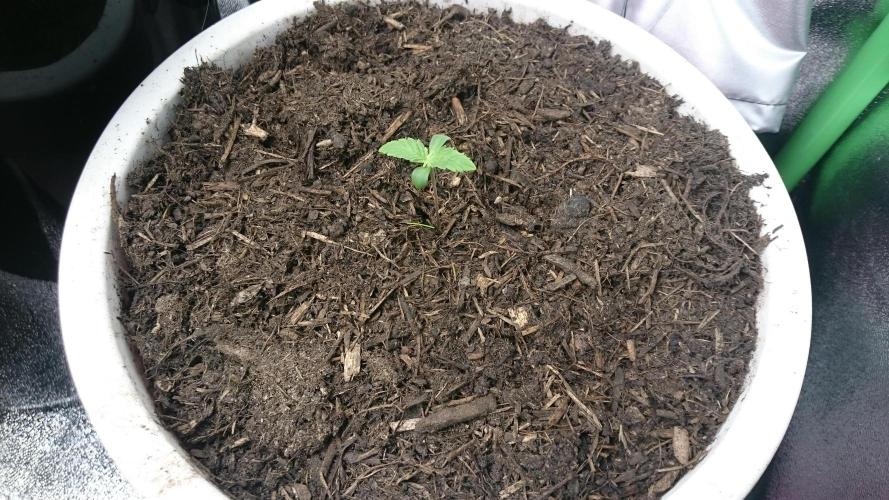 Bagseed BloodDragon lastone. Week 1 - 10