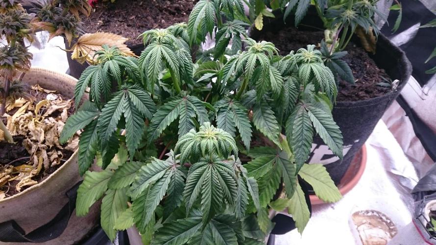 BagseedBloodDragon. Week 4 - 47