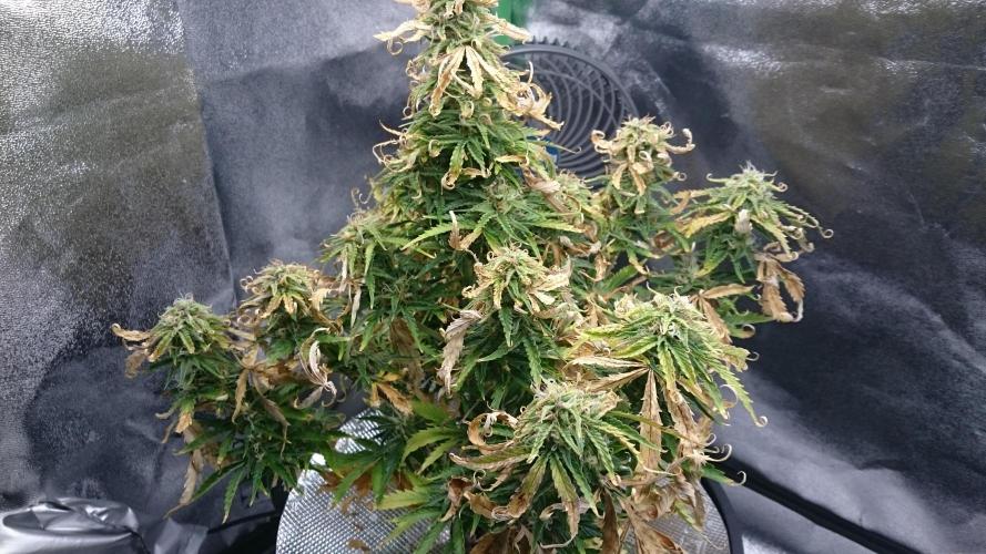 Lady Fatemah. Week 6 - 65