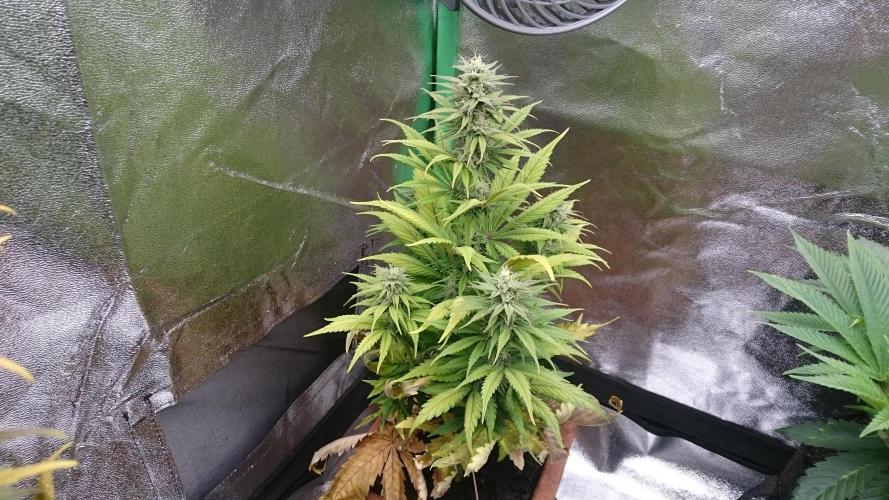 Lady Kayly. Week 6 - 67