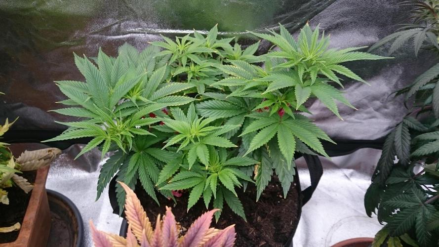 Lady Livia Vi. Week 7 - 64