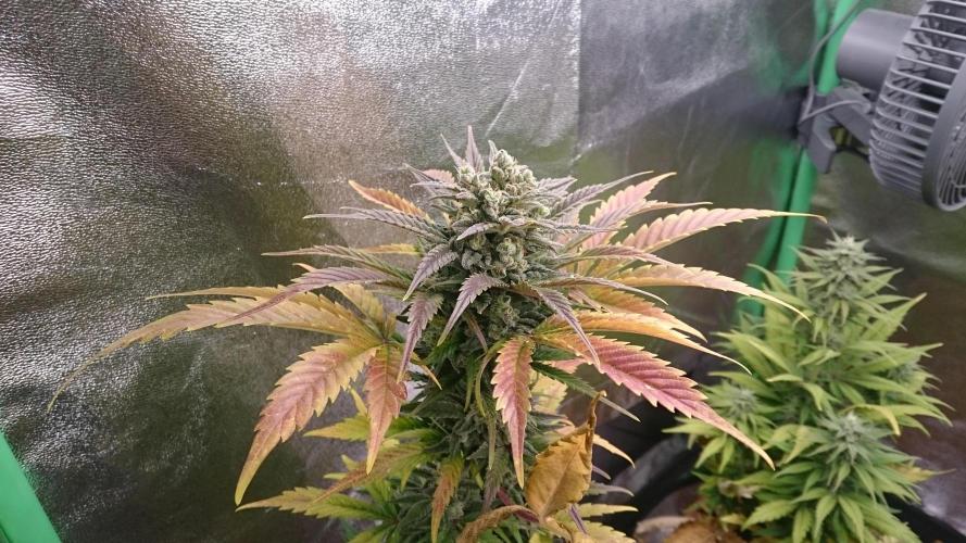 Lady Marinka Alis. Week 11